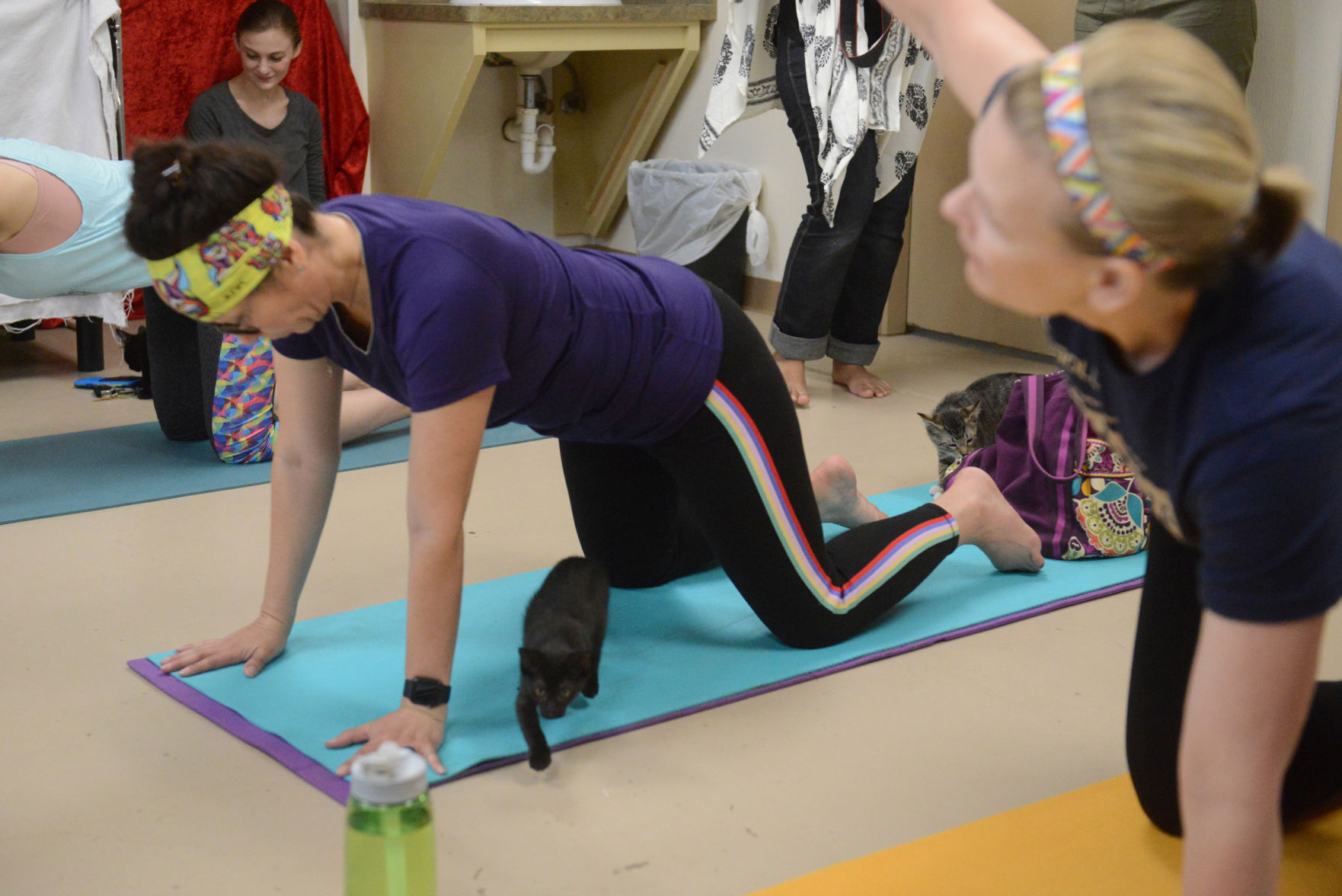 Cat Yoga at Aggieland Humane Society